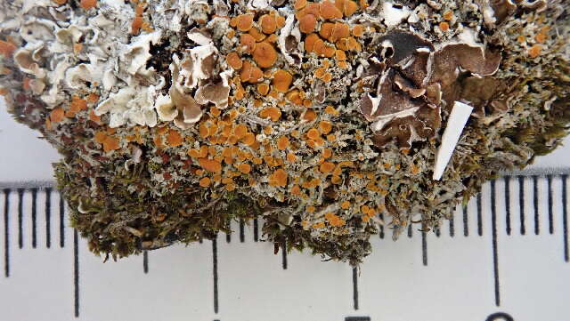 Image of Firedot lichens