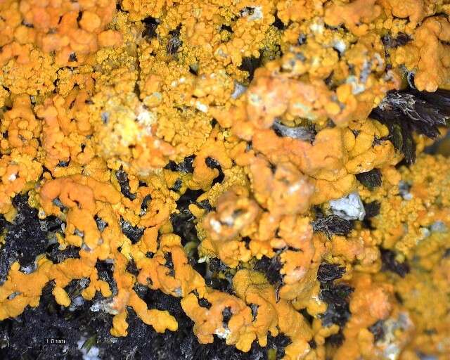 Image of orange wall lichen