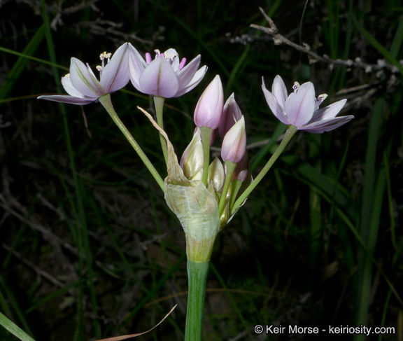 Image of early onion