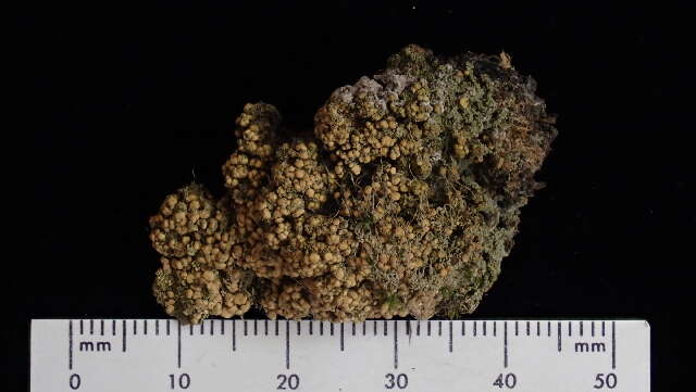 Image of Dot lichens