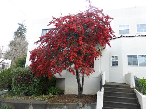 Image de Pyracantha fortuneana (Maxim.) H. L. Li