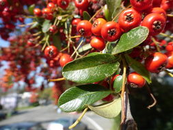 Image of Chinese firethorn