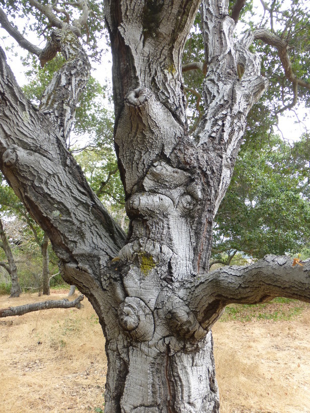 Imagem de Quercus agrifolia Née