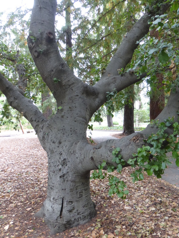 Imagem de Quercus agrifolia Née