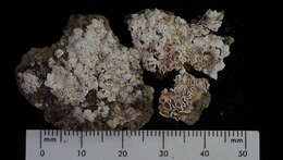Image of glypholecia lichen
