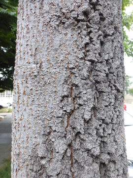 Image of goldenrain tree