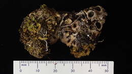 Image of chocolate chip lichen