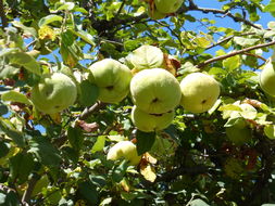 Image of quince