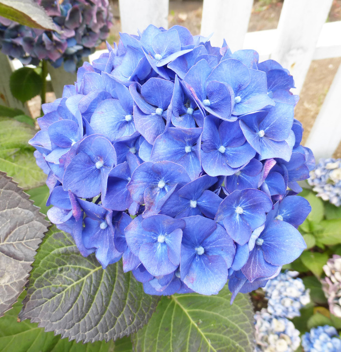 Image of Bigleaf Hydrangea