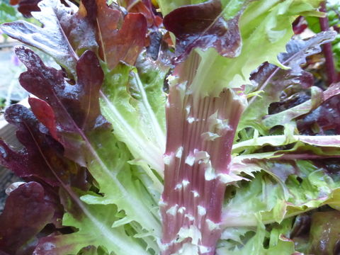 Image of garden lettuce