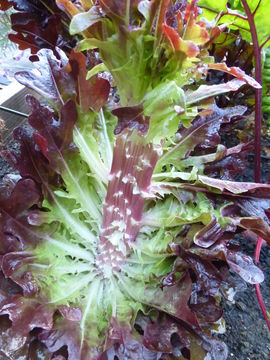 Image of garden lettuce