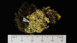 Image of Sunshine lichens