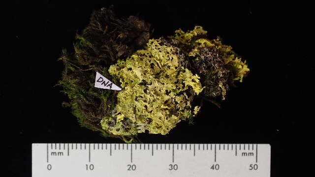 Image of Sunshine lichens