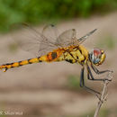 Imagem de Urothemis Brauer 1868