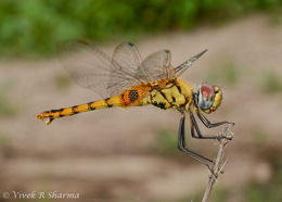 Urothemis signata (Rambur 1842) resmi