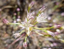 Image of pitted onion