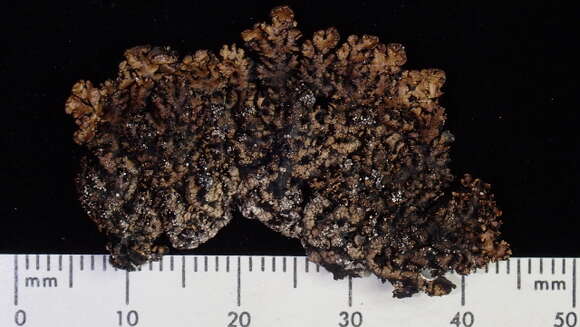 Image of tube lichen