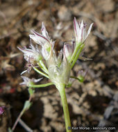 Image of pitted onion