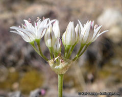 Image of pitted onion