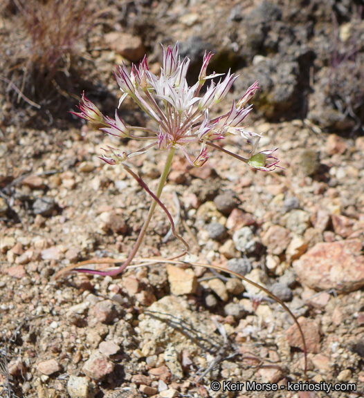 Image of pitted onion