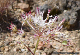 Image of pitted onion