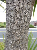 Image de Cordyline australis (G. Forst.) Endl.