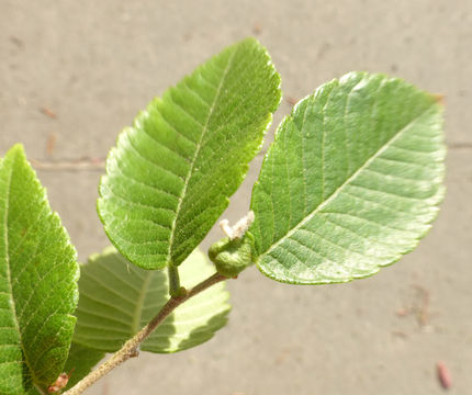 Imagem de Zelkova serrata (Thunb.) Makino