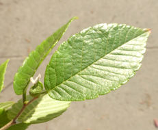 Image de Zelkova serrata (Thunb.) Makino