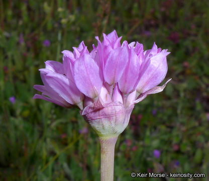 Image of jeweled onion