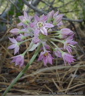 Image of dusky onion