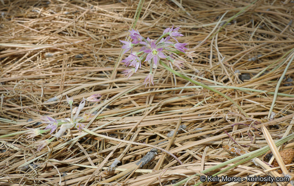 Image of dusky onion