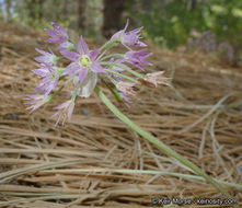 Image of dusky onion