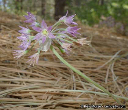 Image of dusky onion