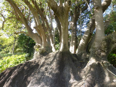 Слика од Phytolacca dioica L.