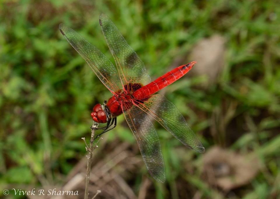 Urothemis signata (Rambur 1842) resmi