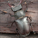 Image of Stag beetle