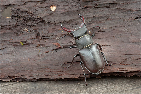 Image de lucane cerf-volant