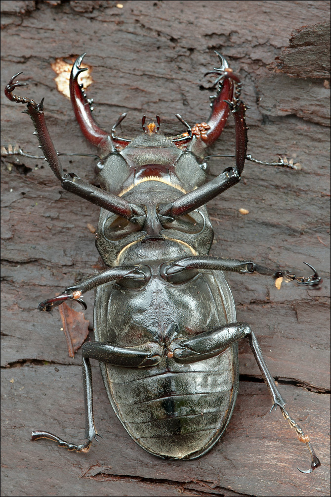 Image of Stag beetle