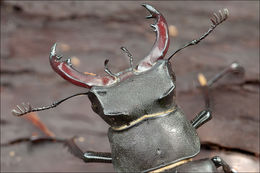 Image of Stag beetle