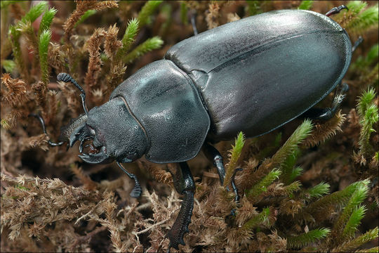 Image de lucane cerf-volant