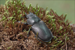 Image de lucane cerf-volant