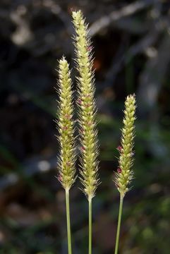 Слика од Setaria parviflora (Poir.) Kerguélen