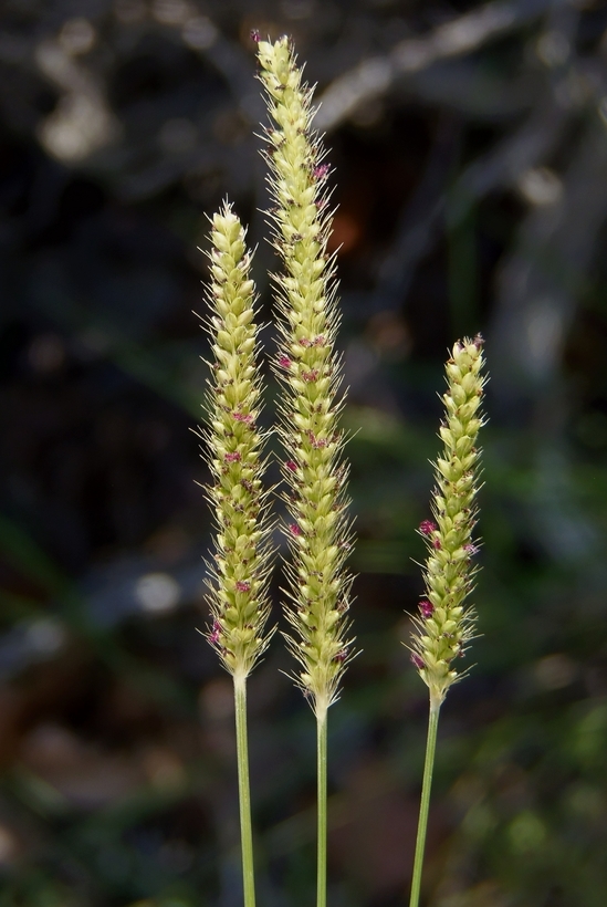 Image of Knotroot Foxtail