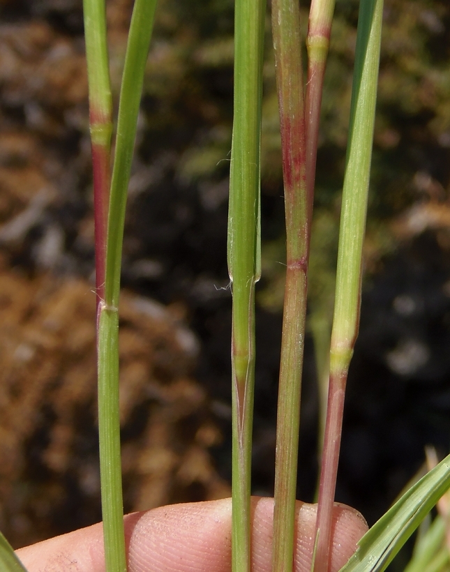 Image of Knotroot Foxtail