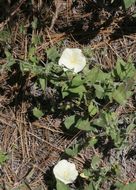 Image of chaparral false bindweed