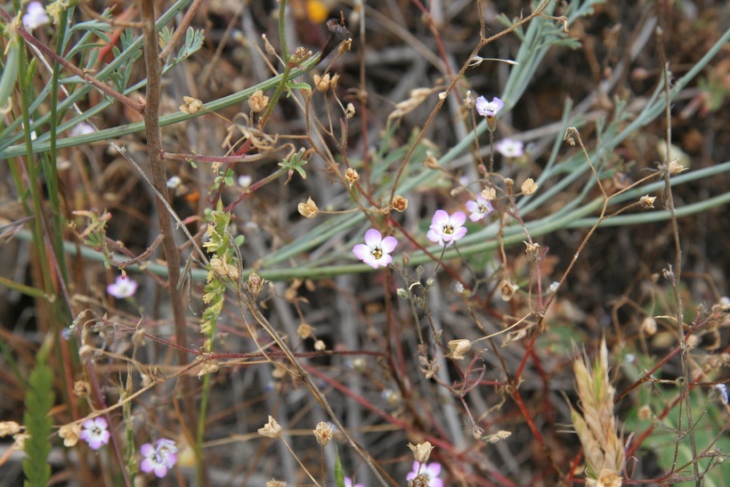 Image of Bridges' gilia