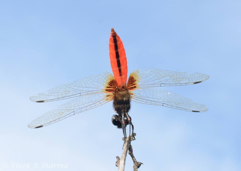 Imagem de Aethriamanta brevipennis (Rambur 1842)