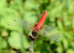 Image of Aethriamanta brevipennis (Rambur 1842)