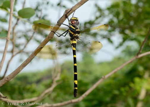 Image of Macromia cingulata Rambur 1842