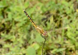 Image of Dragonfly